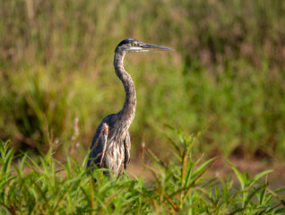 Great blue heron standing among vegetation in a swamp