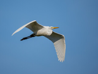 Great egret in flight