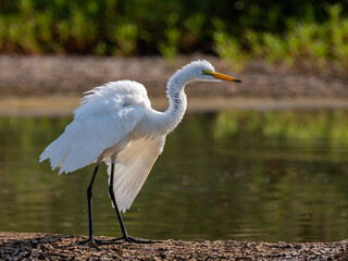 Great egret on a log shaking its feathers