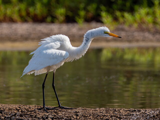 Great egret on a log shaking its feathers
