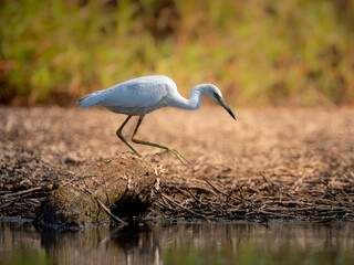 Little blue heron walking on a log