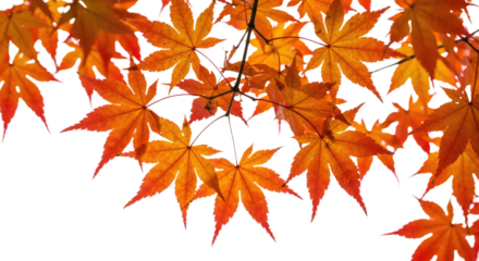 Vibrant autumn maple leaves in bright orange and red hues 1.