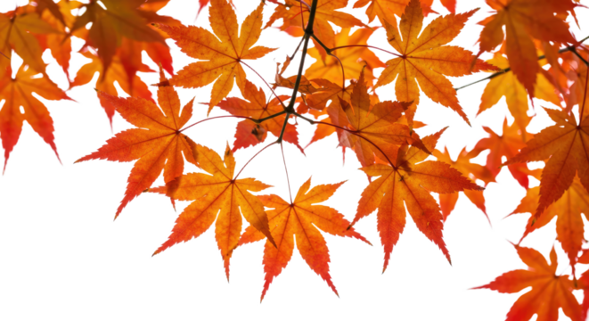 Vibrant autumn maple leaves in bright orange and red hues 1.