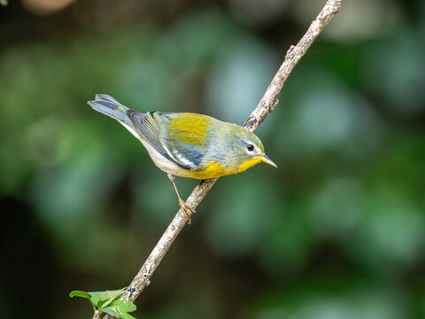 Northern parula perched on a limb