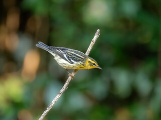 Blackburnian Warbler perched on a limb