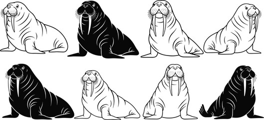 Walrus illustration, cartoon walrus art, Arctic animal drawing, marine mammal vector, wildlife design, ocean creature artwork, tusked animal character