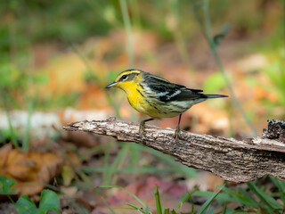 Blackburnian Warbler perched on a limb