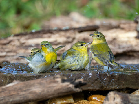 Tennessee warblers and a northern parola sharing a bird bath fountain