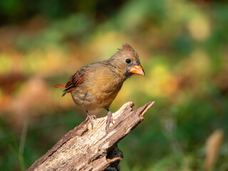 Female northern cardinal perched on a broken limb