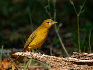 Summer Tanager perched on a limb