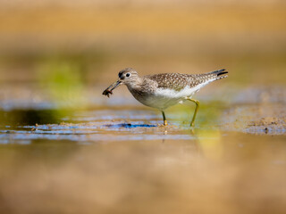 Solitary sandpiper feeding on insect in the water