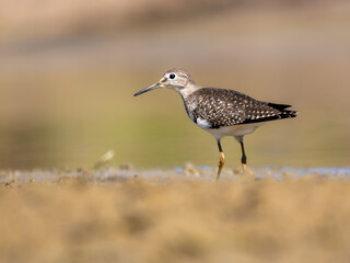 Solitary sandpiper on muddy shore