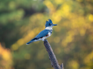 Belted Kingfisher on perch with yellow green background