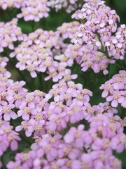 Zbliżenie na kwiat rośliny z gatunku Achillea © Kumulugma