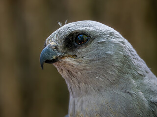 Portrait of a captive Mississippi kite at a wildlife rehabilitation facility