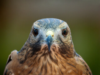 Obraz premium Portrait of a captive red-shouldered hawk at a wildlife rehabilitation facility