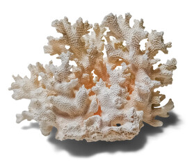White Coral Specimen