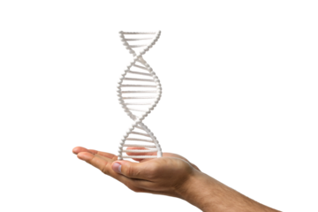 Hand holding white DNA double helix model with base pairs visible, isolated on a transparent background