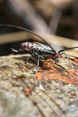 Striking longhorn beetle rests calmly weathered bark, its intricate spotted pattern visible. Focused insect explores rough wooden surface with long antennae. Detailed macro shot captures