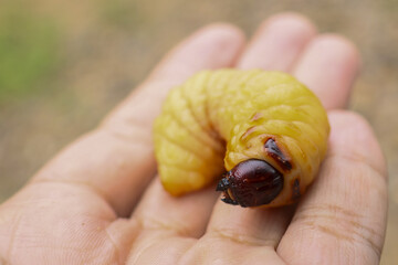 Large yellow grub rests gently open human palm. Plump larva displays thick, segmented body, small dark head, fascinating viewers with unique form. Developing insect creature cradled carefully