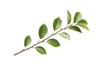 Obraz premium Green branch with multiple oval leaves arranged alternately, natural brown stem visible throughout, isolated on a transparent background