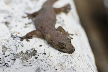 Small brown gecko, perfectly still, patiently observing on cracked, textured stone surface. Its keen eye shows alertness, wild creature captured in detail under natural daylight