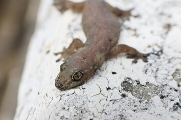 Small brown and grey gecko, fascinating reptile, rests calmly on textured, cracked white weathered surface outdoor. animal intricate skin pattern and watchful eye detailed close up of nature