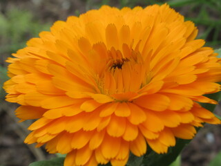 Zbliżenie na kwiat nagietka © Kumulugma