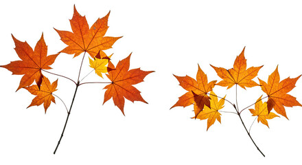 Fototapeta premium Vibrant autumn maple leaves in shades of orange and yellow.