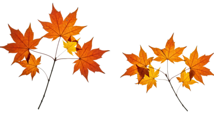 Vibrant autumn maple leaves in shades of orange and yellow.