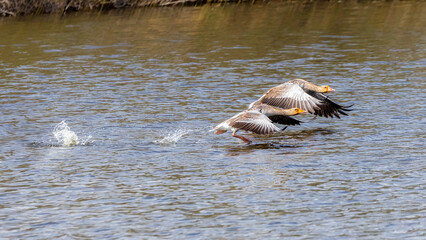 Greylag goose couple flying over the lake. in Parc Natural dels Aiguamolls del Emporda, Catalonia, Spain
