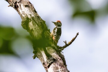 Middle spotted woodpecker (Dendrocopos medius) sitting in a tree trunk