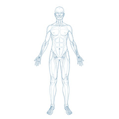 Fototapeta premium Vector outline illustration of male body