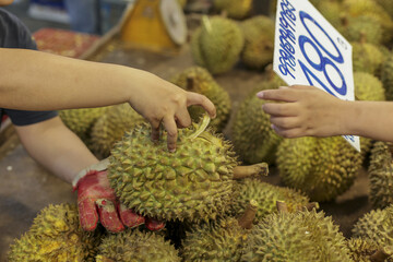 Hands carefully select spiky durian fruit from market display. price tag displaying 180 is held nearby. scene conveys delightful experience of choosing fresh, exotic tropical produce bustling