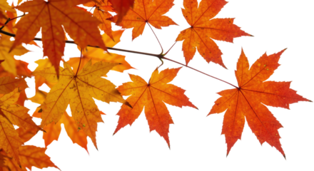 Vibrant autumn maple leaves in striking orange and red hues detailed.