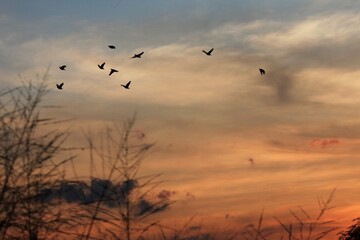 Fototapeta premium A striking photograph of a sunset with the sky filled with warm,orange and gold colors.Several birds are silhouetted againt the bright sky.
