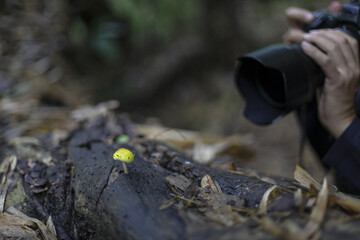 Small yellow mushroom grows on decaying log in serene forest setting. person carefully photographs this vibrant fungi, capturing delicate beauty of nature and its fascinating outdoor growth