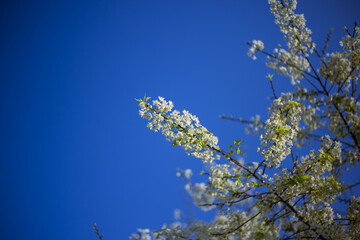 Vibrant white flower blossoms tree branch against clear, brilliant blue sky evoke joyful spring day. natural beauty of blooming nature shines brightly, offering serene and fresh outdoor scene