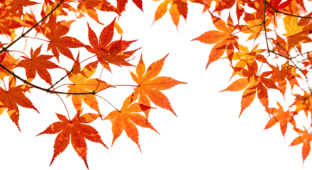 Vibrant autumn maple leaves in striking shades of orange and red.
