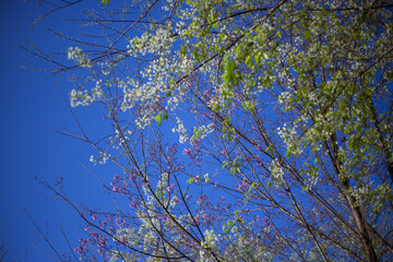Vibrant white blossom, young green leaf, and delicate branch extend upward against brilliant blue sky. tranquil scene evokes fresh beauty of spring, symbol of natural renewal