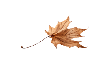 Single dried brown maple leaf with detailed vein structure and long stem, isolated on a transparent background.