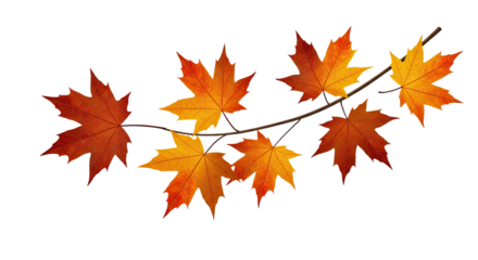 Vibrant autumn maple leaves in warm colors adorning a slender branch.