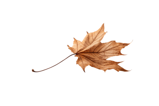 Single dried brown maple leaf with detailed vein structure and long stem, isolated on a transparent background.