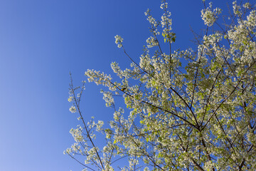 White tree flowers bloom, vibrant spring blossom scene. Clear blue sky above. Nature shows new growth, serene and peaceful outdoor setting