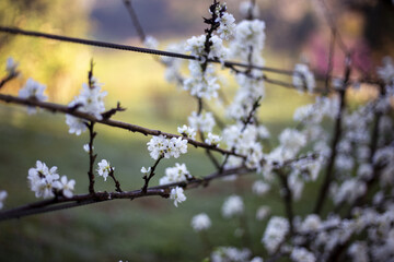 Delicate white blossoms adorn tree branches, creating serene and fresh springtime scene. Soft petals bring natural beauty and peaceful feeling to this outdoor moment