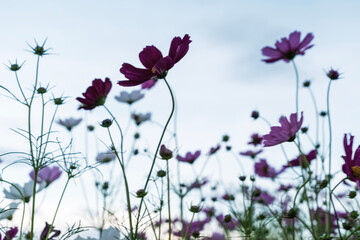 field of pink and white cosmos flowers in the middle of a valley on a hillside