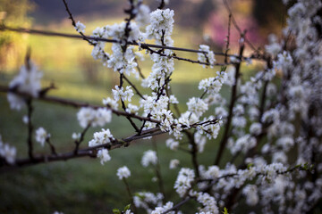 Delicate white blossoms adorn tree branch in natural outdoor setting, bathed in soft, warm light. beautiful bloom evokes tranquil sense of springtime freshness and natural awakening
