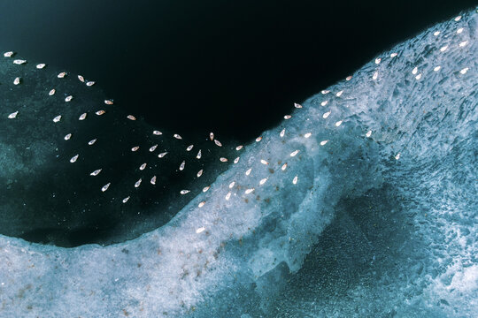 Aerial view of a flock of birds taking flight from the icy, textured embrace of the frozen lake's edge, its surface a mosaic of blues and whites, Ny&Atilde;&copy;kl&Atilde;&iexcl;dh&Atilde;&iexcl;za, Magyarorsz&Atilde;&iexcl;g.