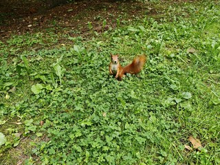 A squirrel with a fluffy tail sits on its hind legs on the ground covered with grass and fallen leaves in a city park. Then it searches for seeds in pine and spruce cones and plants to eat. Cloudy