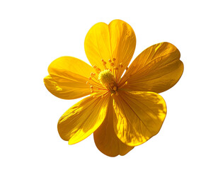  Artistic Minimalist Mustard Blossom with Subtle Shadows